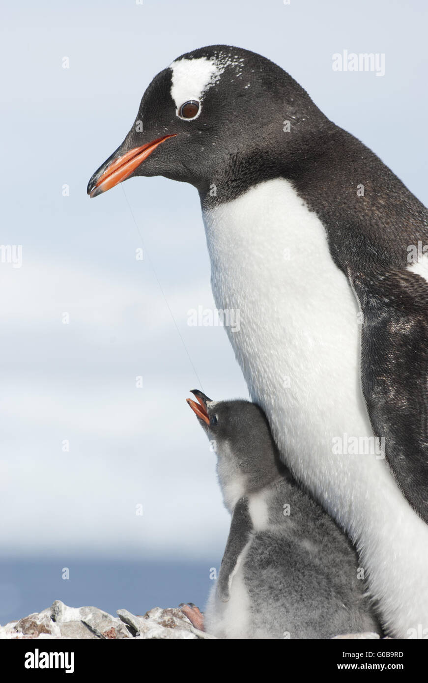 Gentoo penguin adult and chick Stock Photo