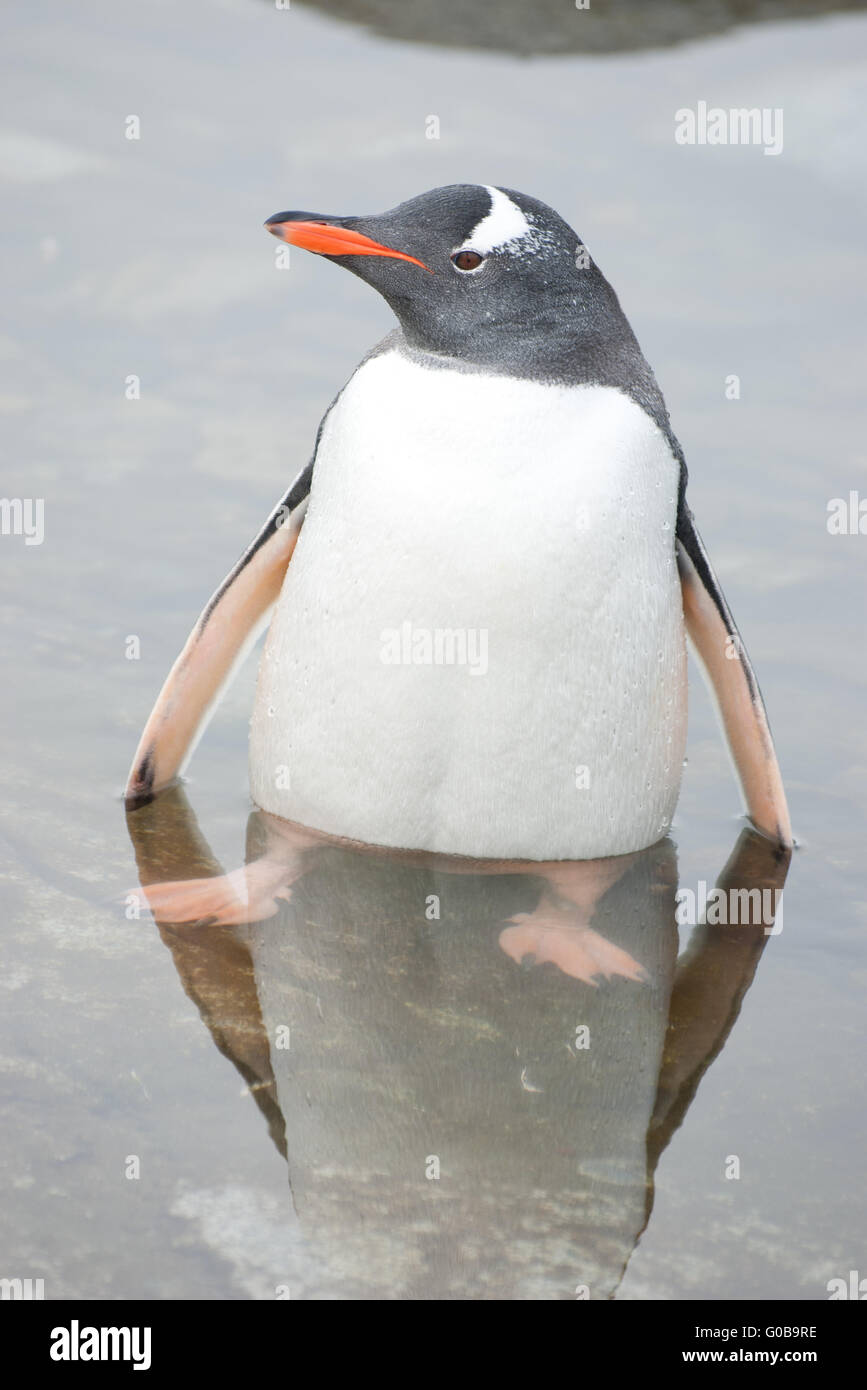 Penguin in the water Stock Photo