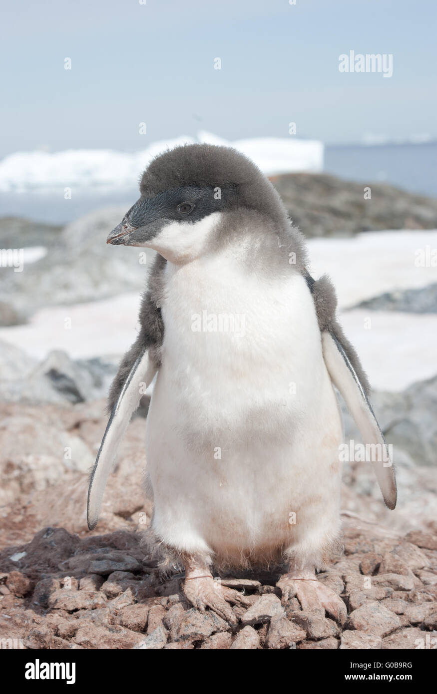 Moulting Adelie penguin chick. Stock Photo