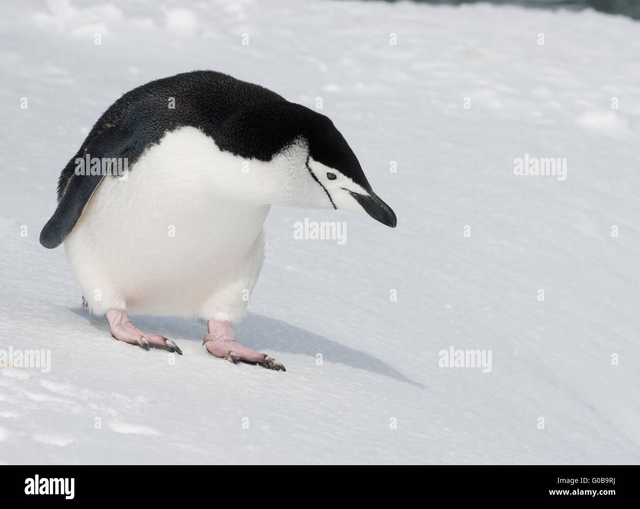 Antarctic penguin looking into the distance Stock Photo