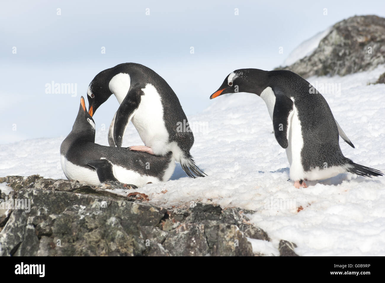 Curious Gentoo Penguin Stock Photo
