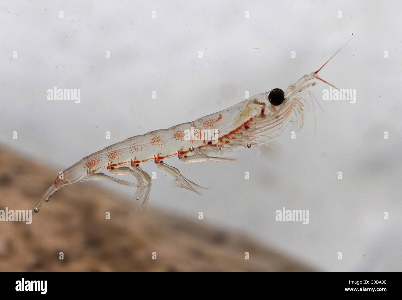 Antarctic krill floating in the water Stock Photo