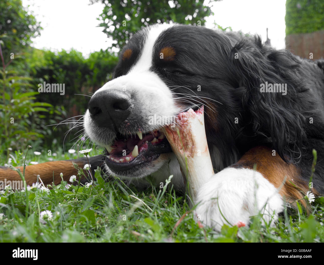 Chewing bone hires stock photography and images Alamy