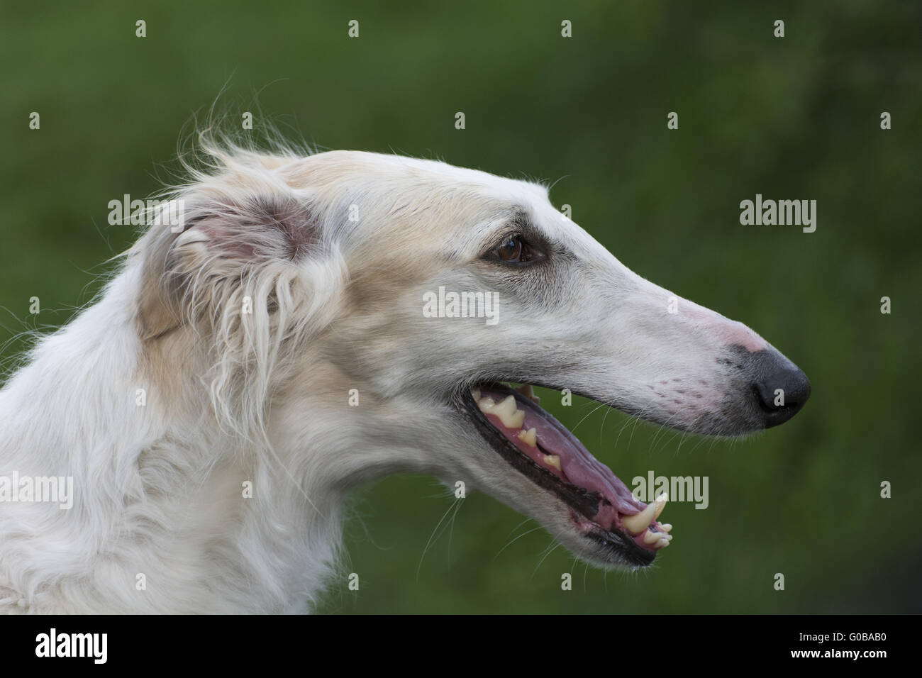 Barzoj hi-res stock photography and images - Alamy