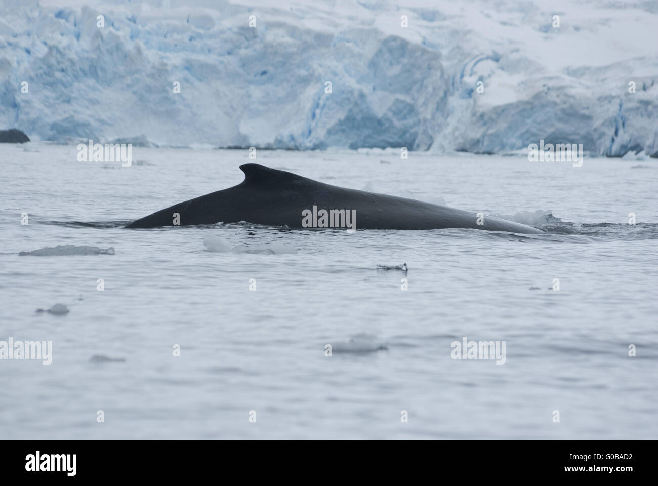 A humpback whale in the Southern Ocean-3. Stock Photo