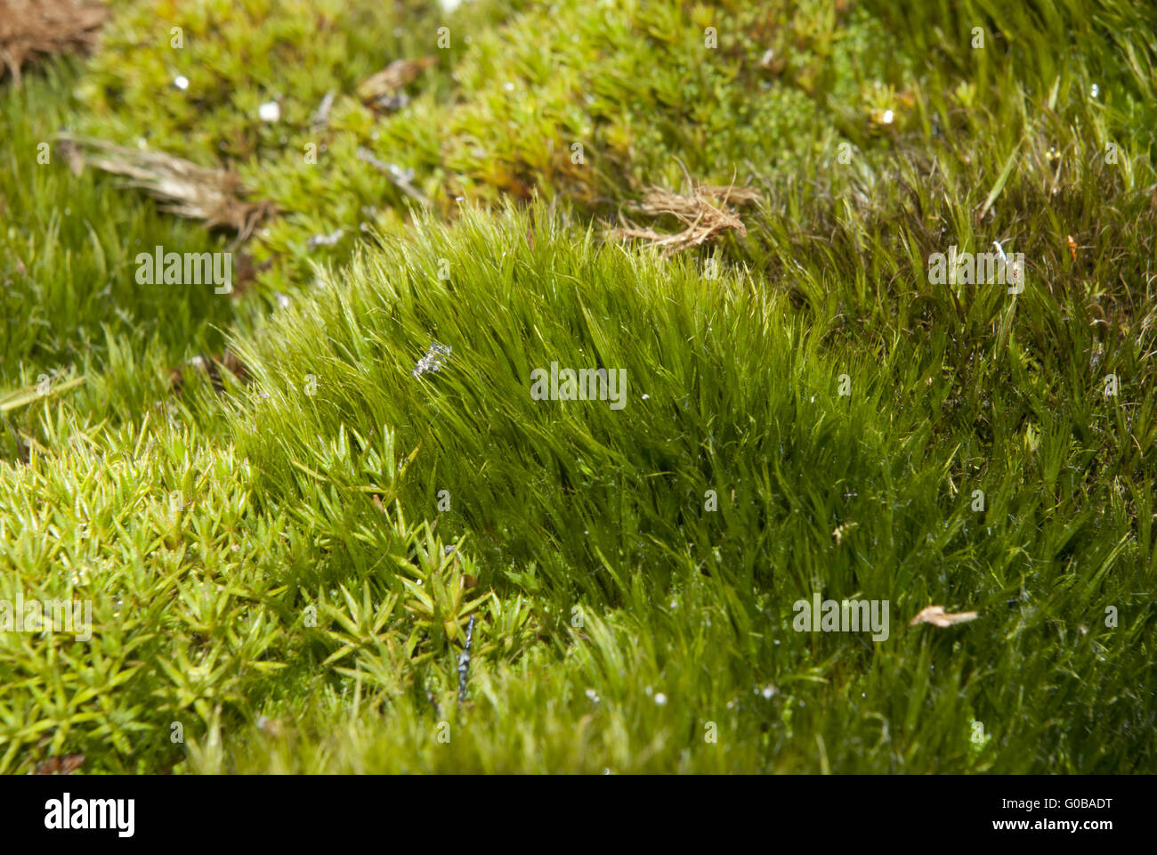 Mosses of Antarctica. Stock Photo