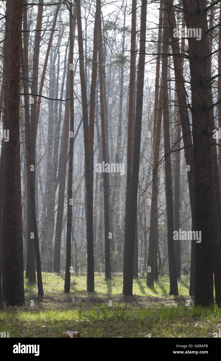 Pine forest in spring in the fog Stock Photo - Alamy