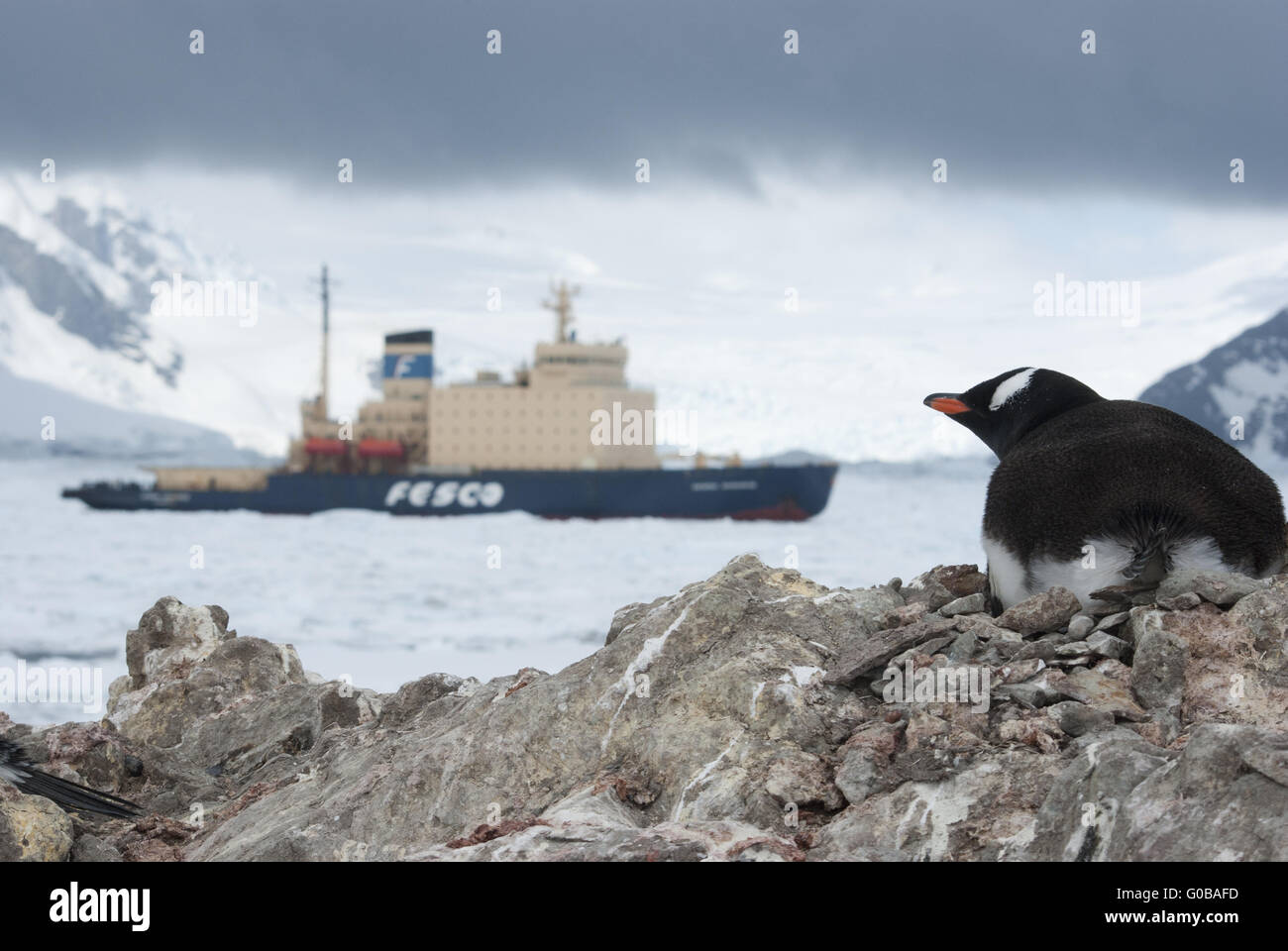Guest in Antarctica, Gentoo penguin looking at ice-breaker. Stock Photo