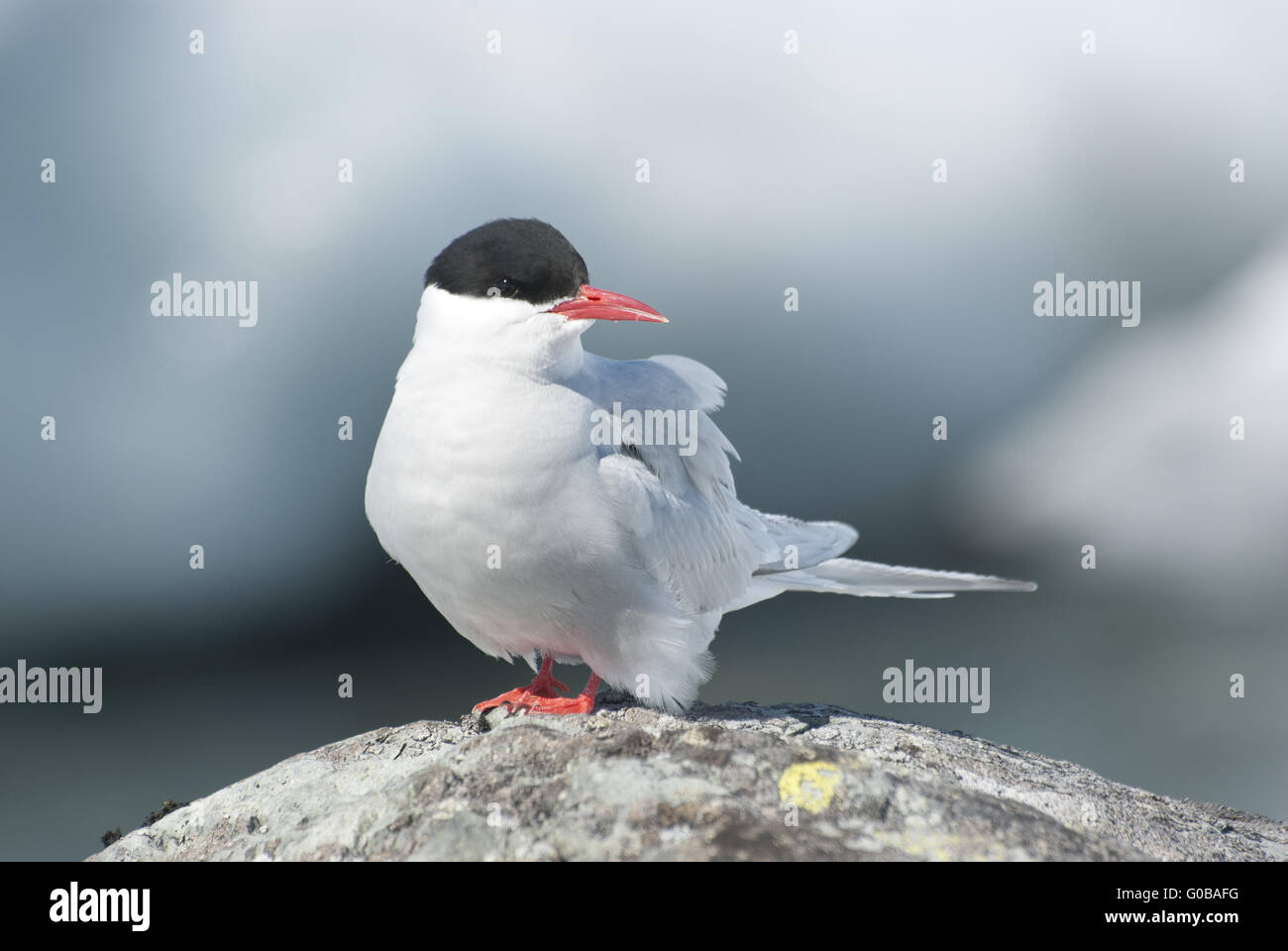 Antarctic tern sitting on a rock. Stock Photo