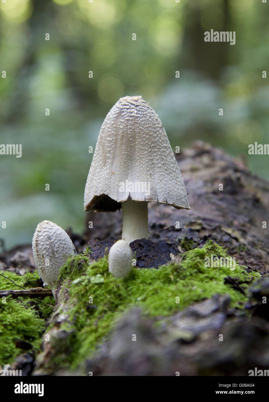 Fungus growing on a fallen tree trunk Stock Photo - Alamy