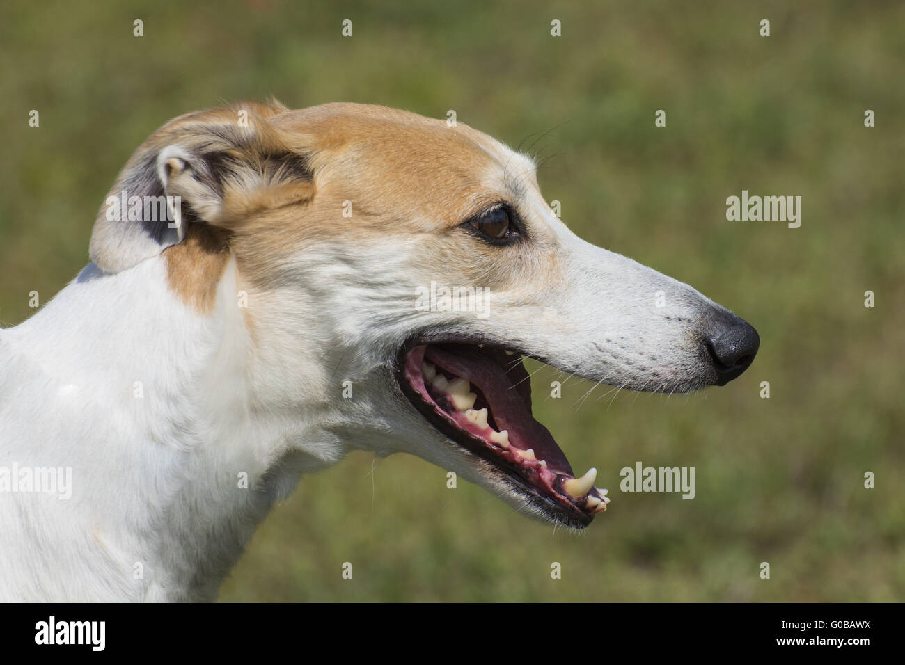 Hungarian Greyhound Stock Photo