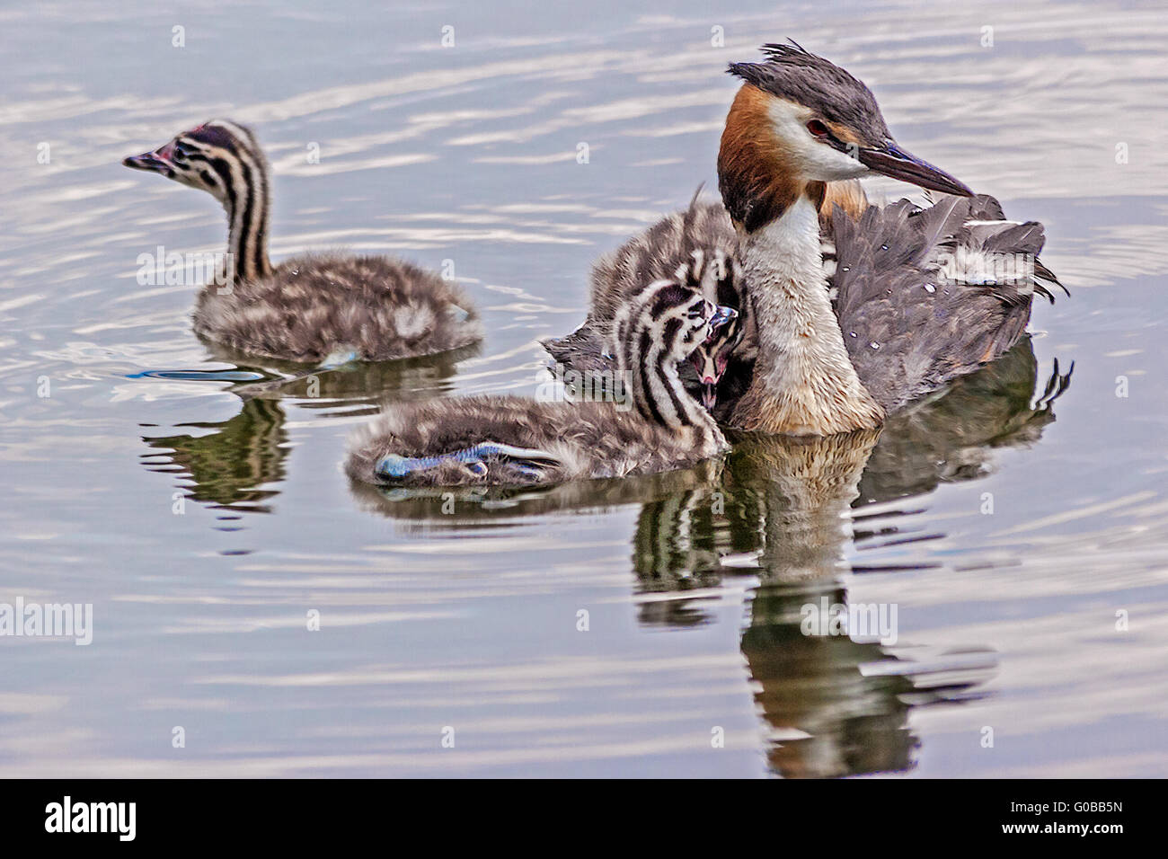 Great Crested Grebe (podiceps cristatus) Family Be Stock Photo