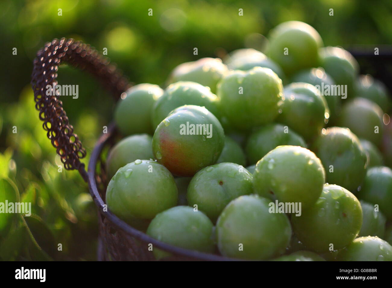 Green plums in basket Stock Photo