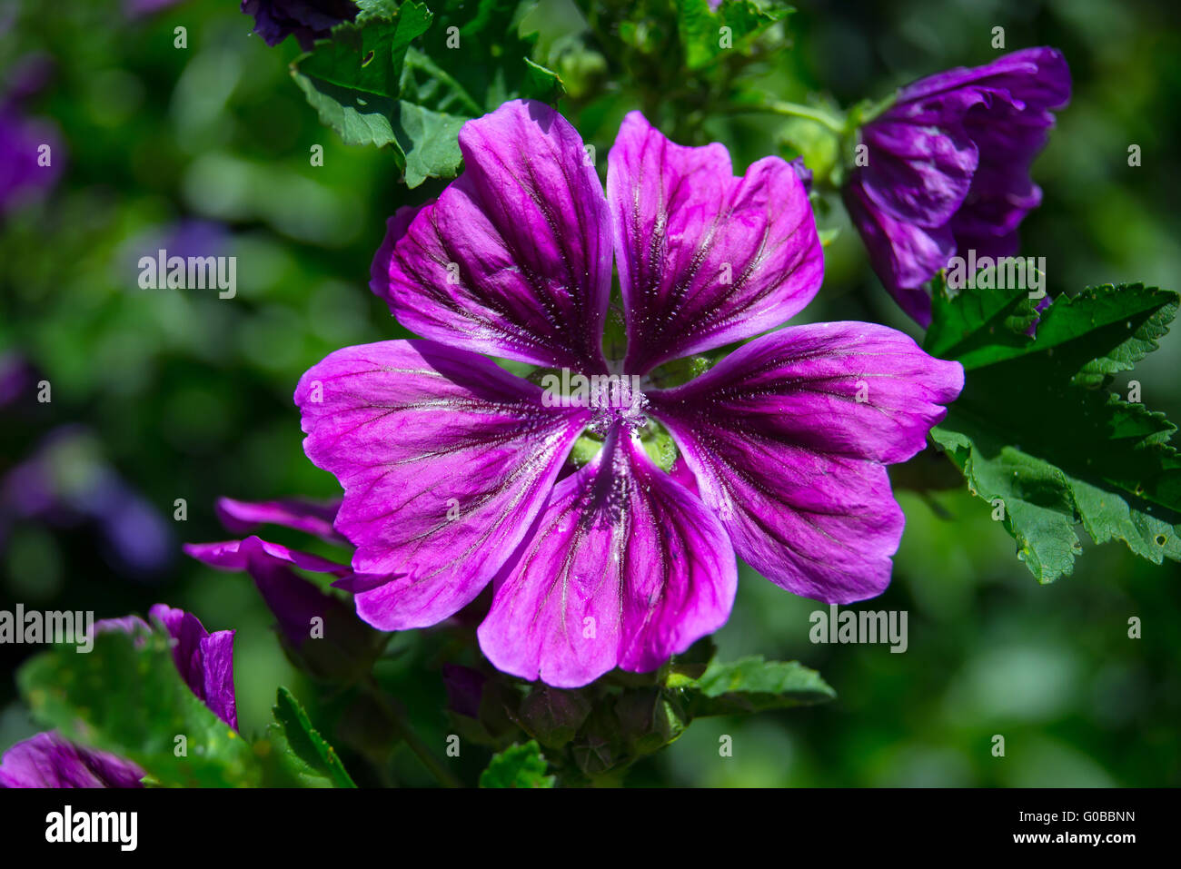 blooming mallow Stock Photo