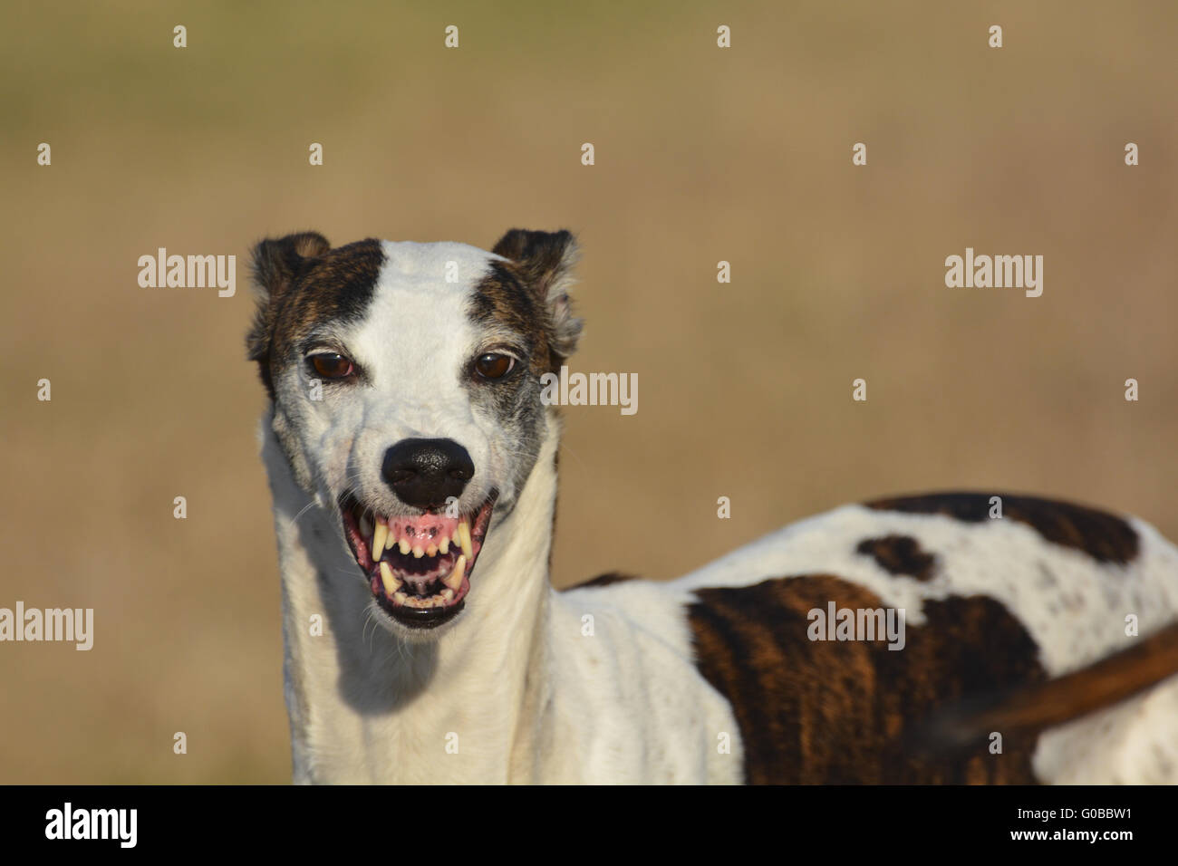Threat of a dog Stock Photo Alamy