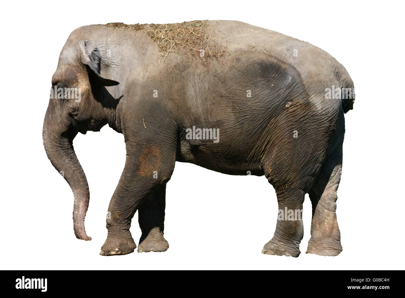 Elephant Stock Photo