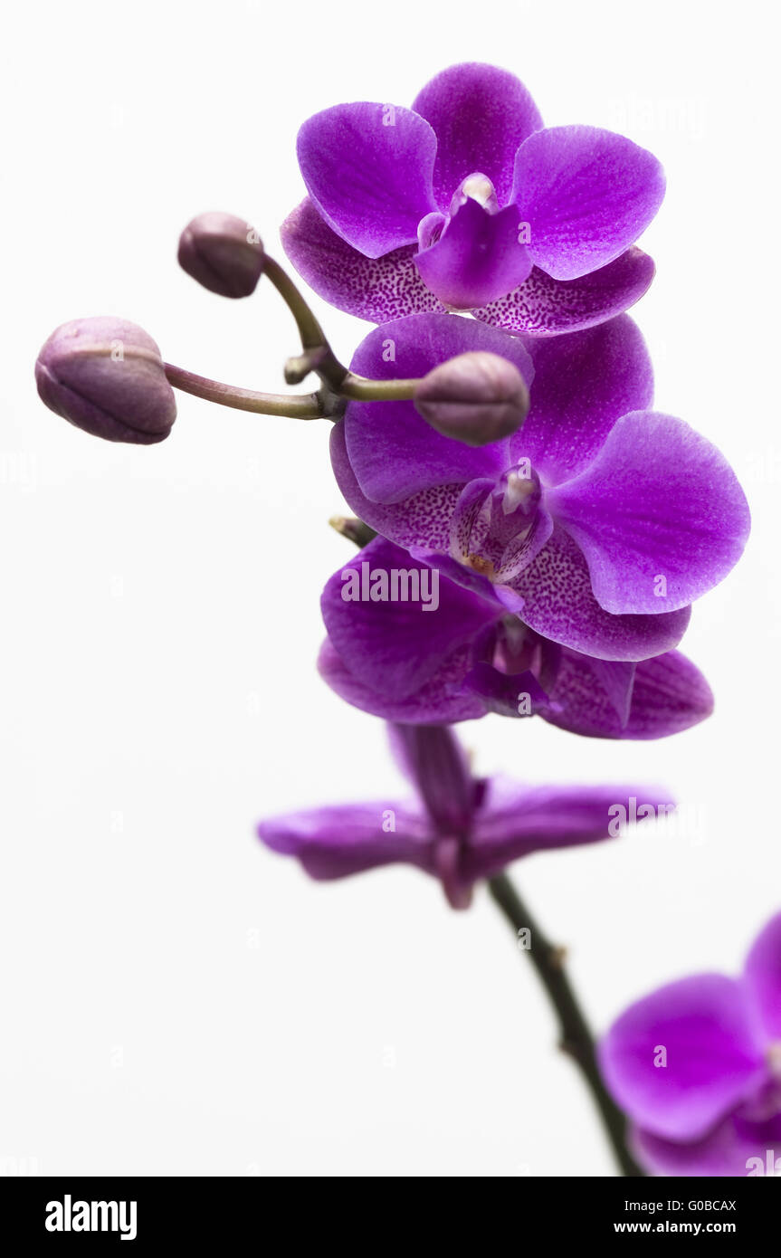 Pink orchid flower isolated on white background Stock Photo - Alamy