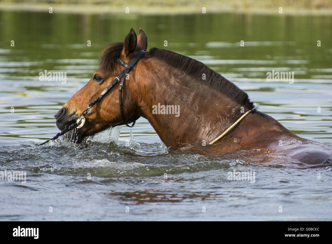 Horse into a lake Stock Photo