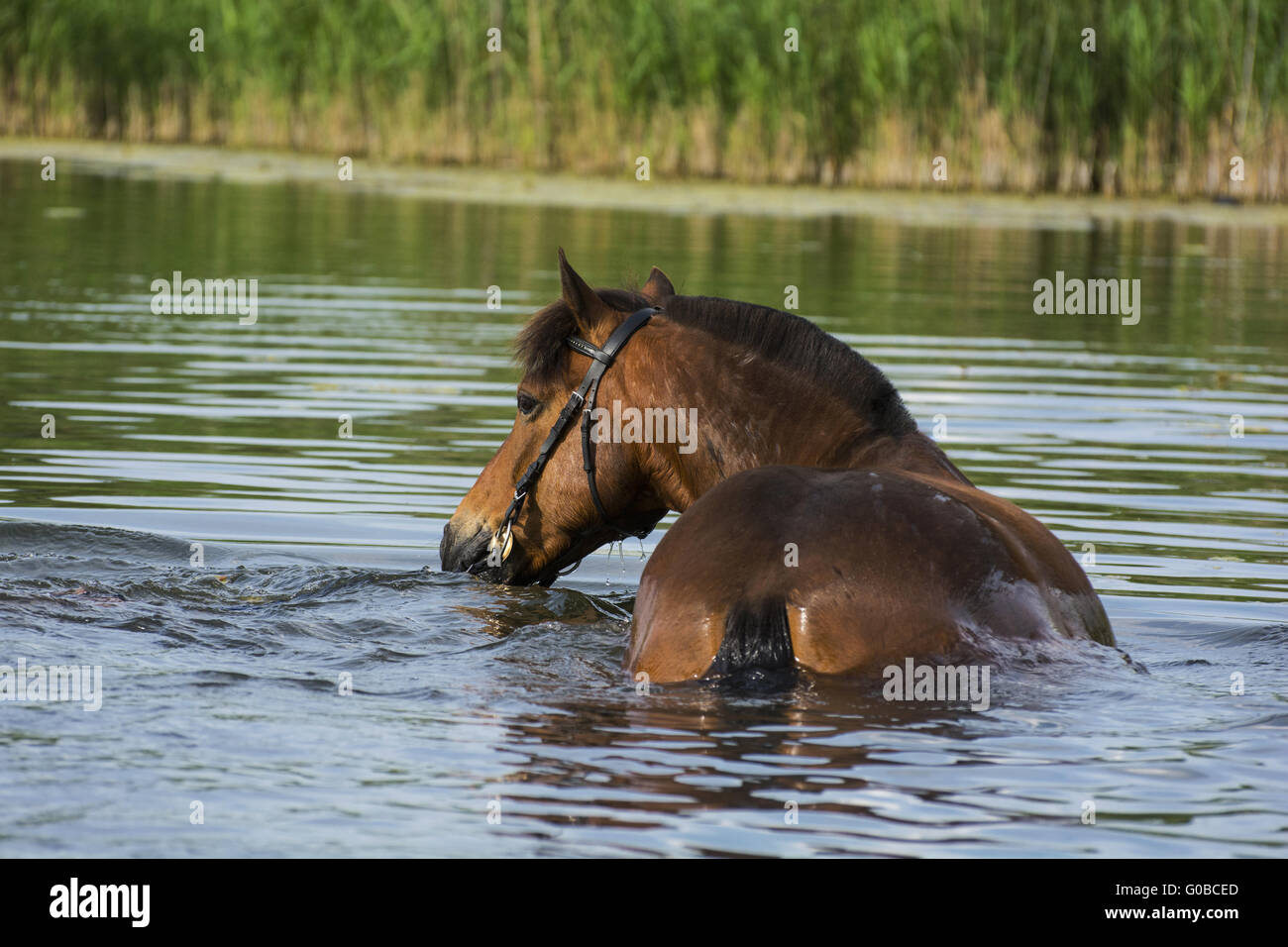 Horse into a lake Stock Photo