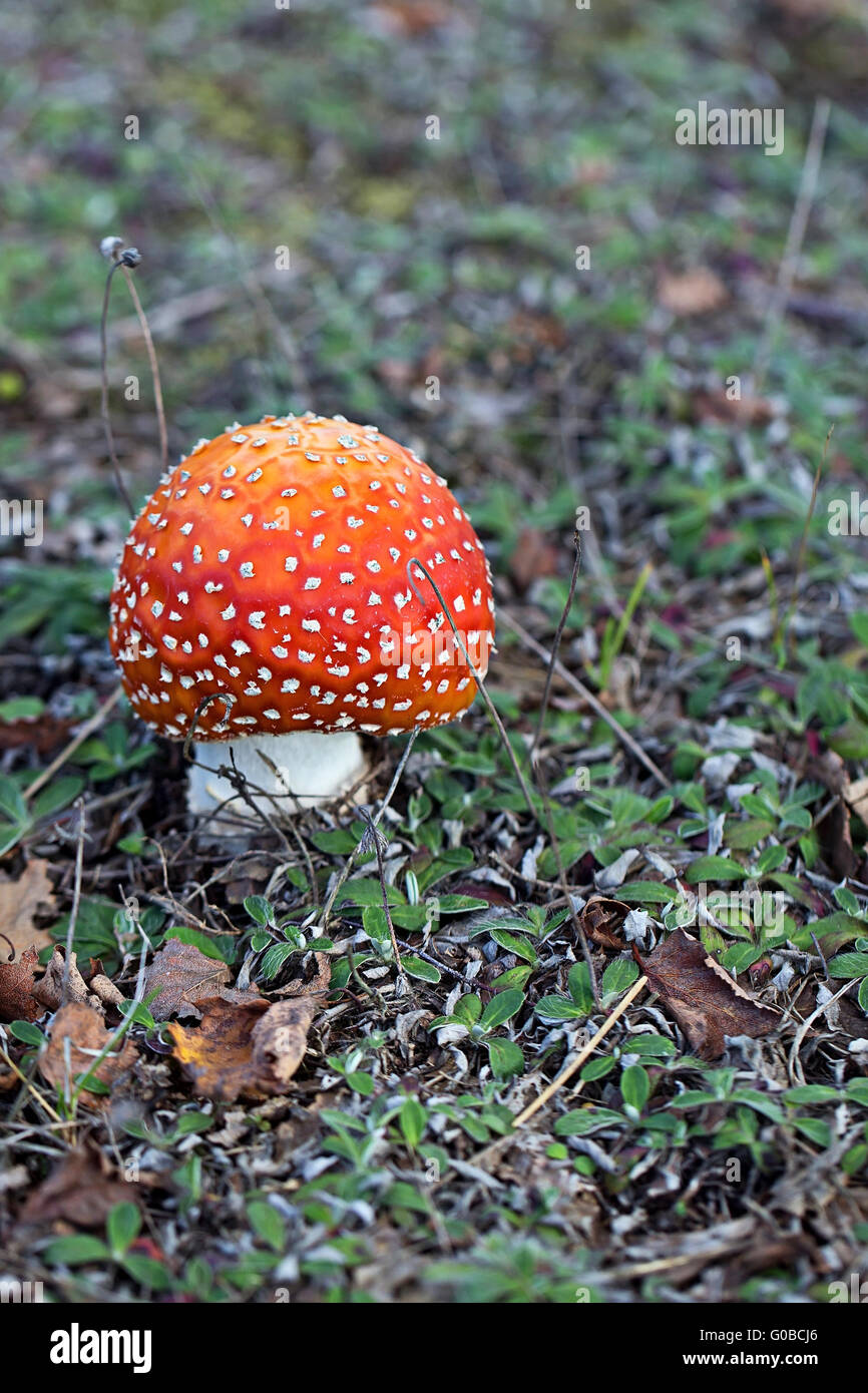Amanita muscaria in the forest Stock Photo