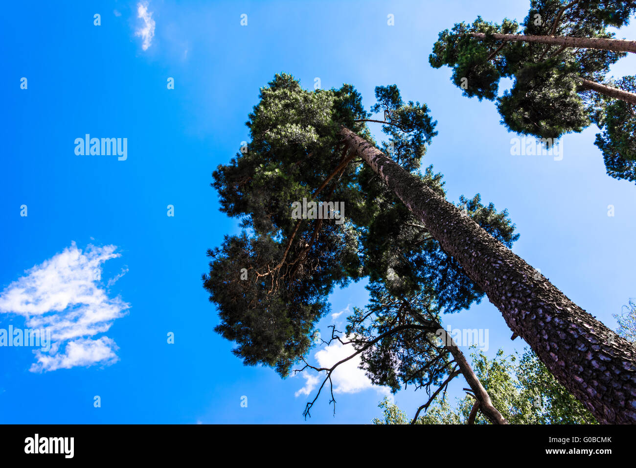 Crown of tall pines against the blue sky Stock Photo - Alamy