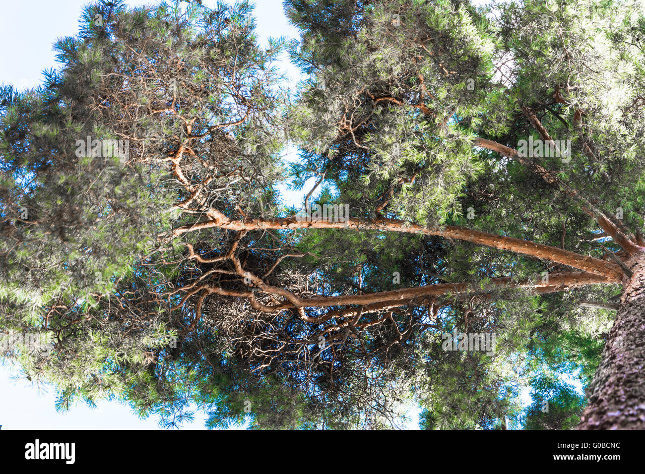 Crown of tall pines against the blue sky Stock Photo - Alamy