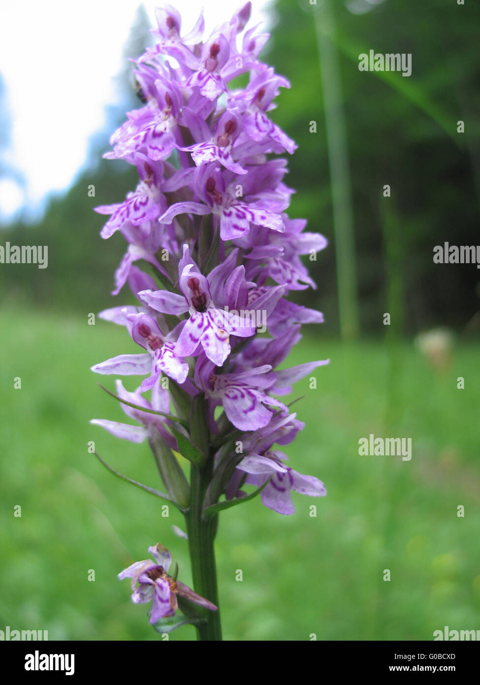 Heath Spotted Orchid Stock Photo