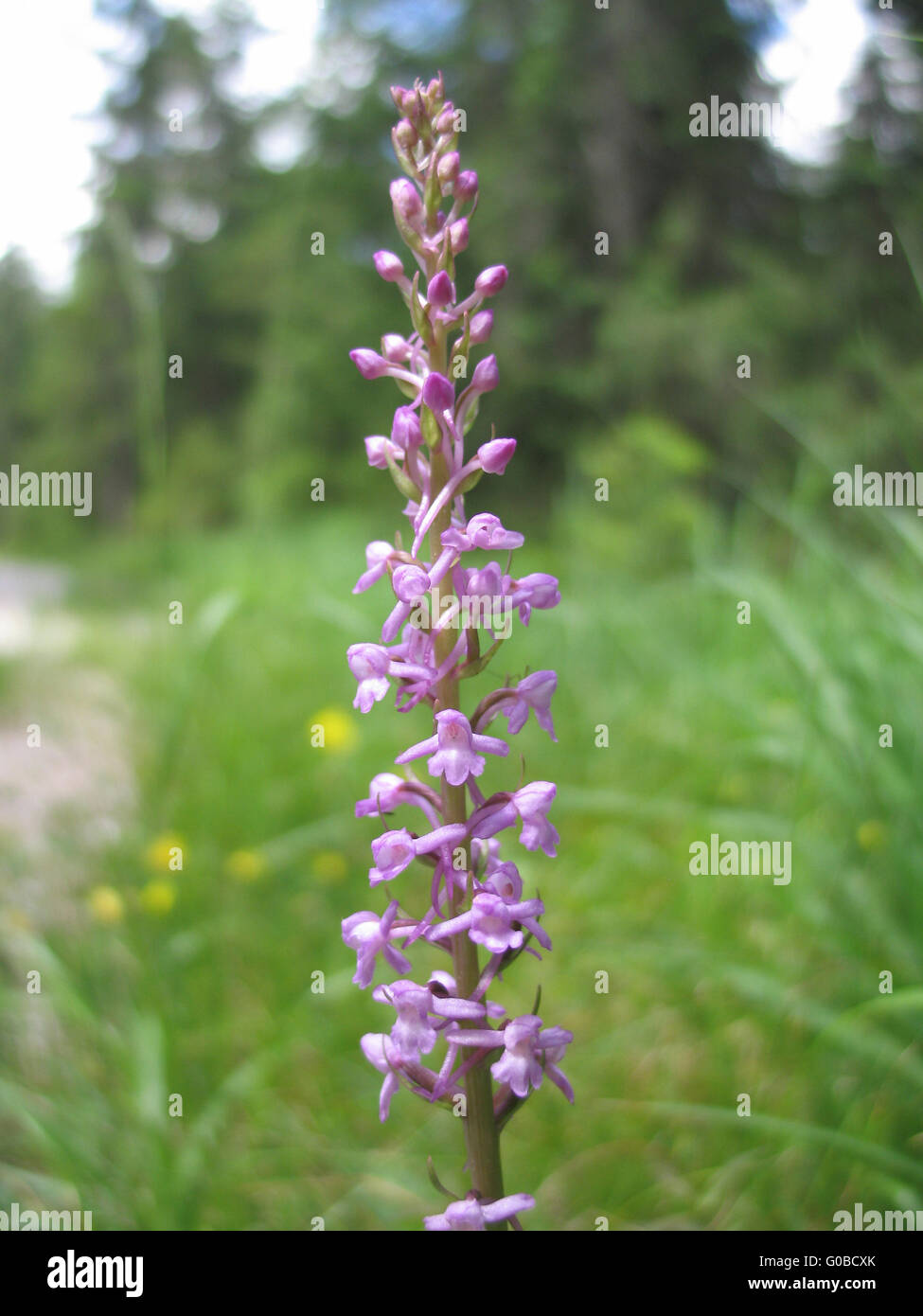 marsh orchid Stock Photo