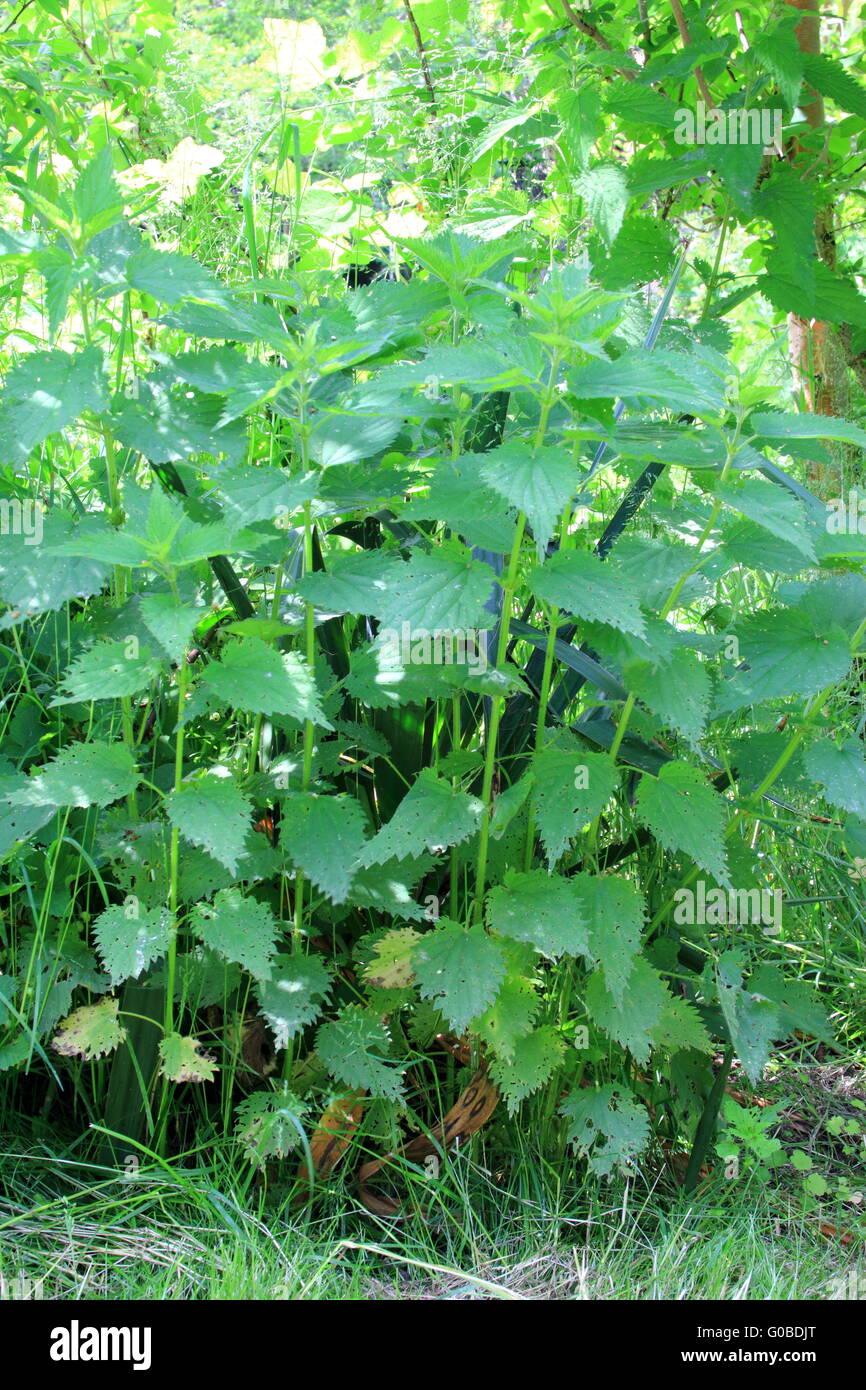 Stinging nettle (Urtica dioica) Stock Photo