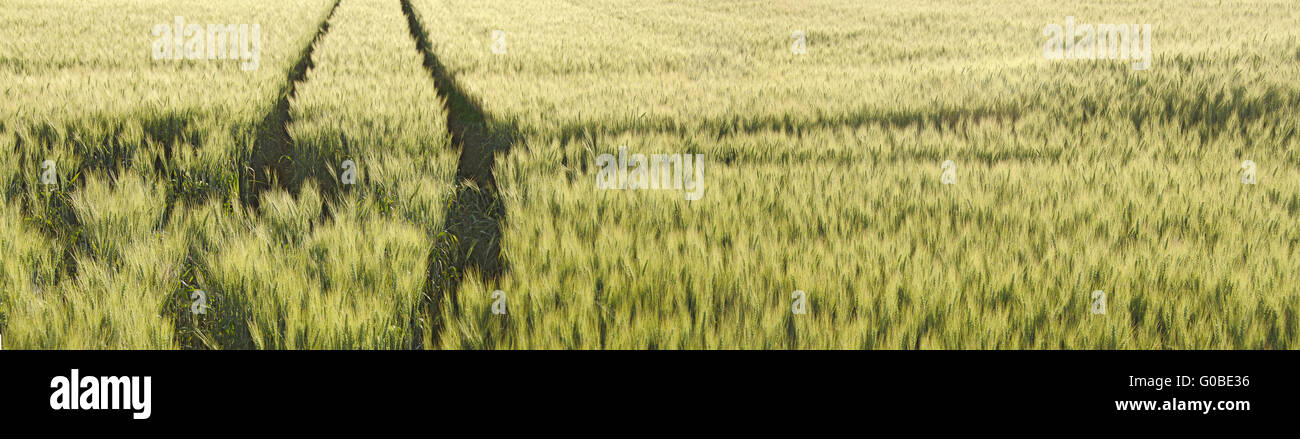 field with immature green corn and tyre track Stock Photo