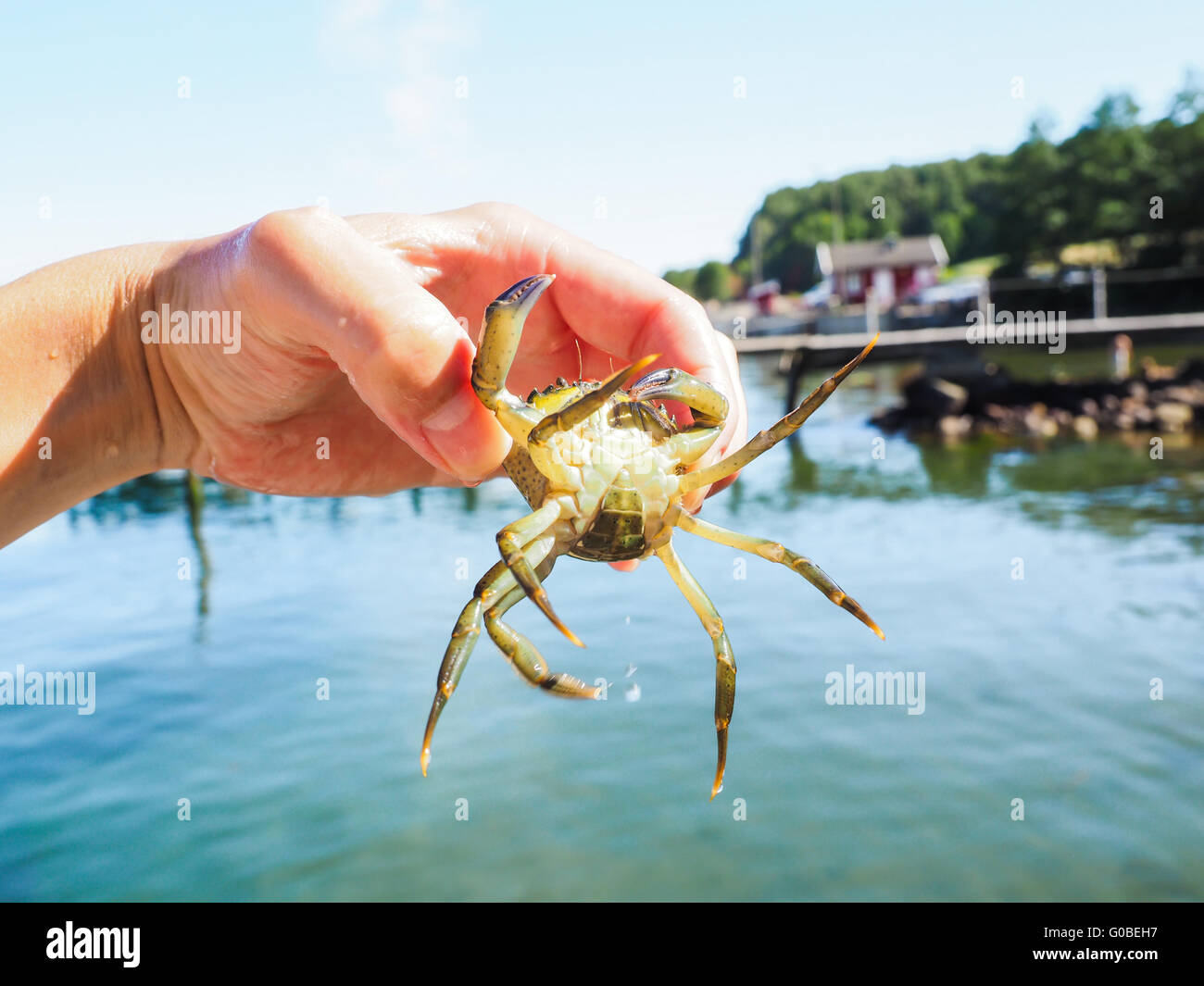 Crab fishing, person holding up a crab Stock Photo Alamy