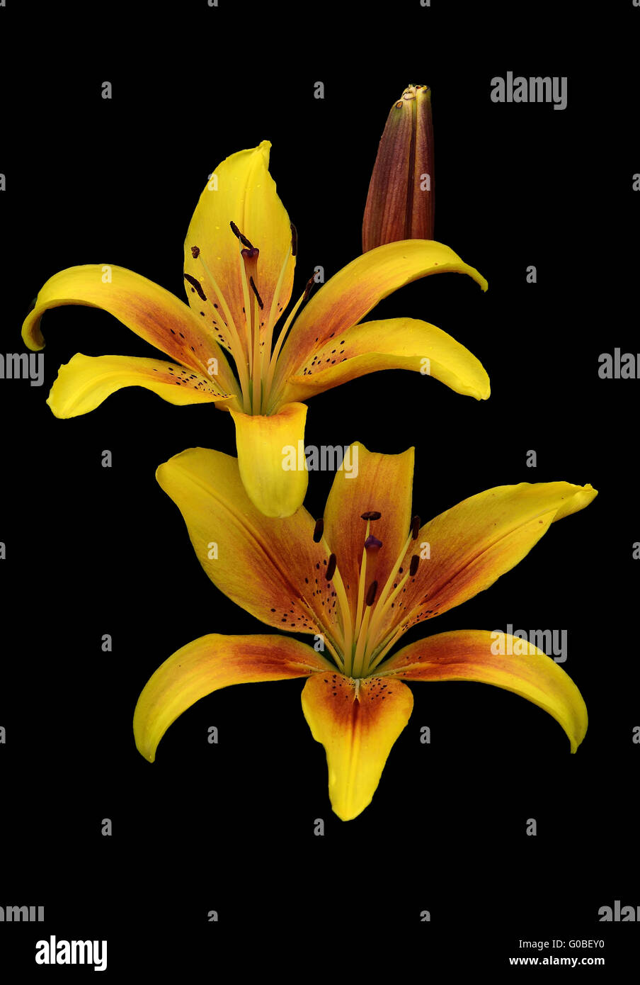 Two yellow lily flowers Stock Photo Alamy