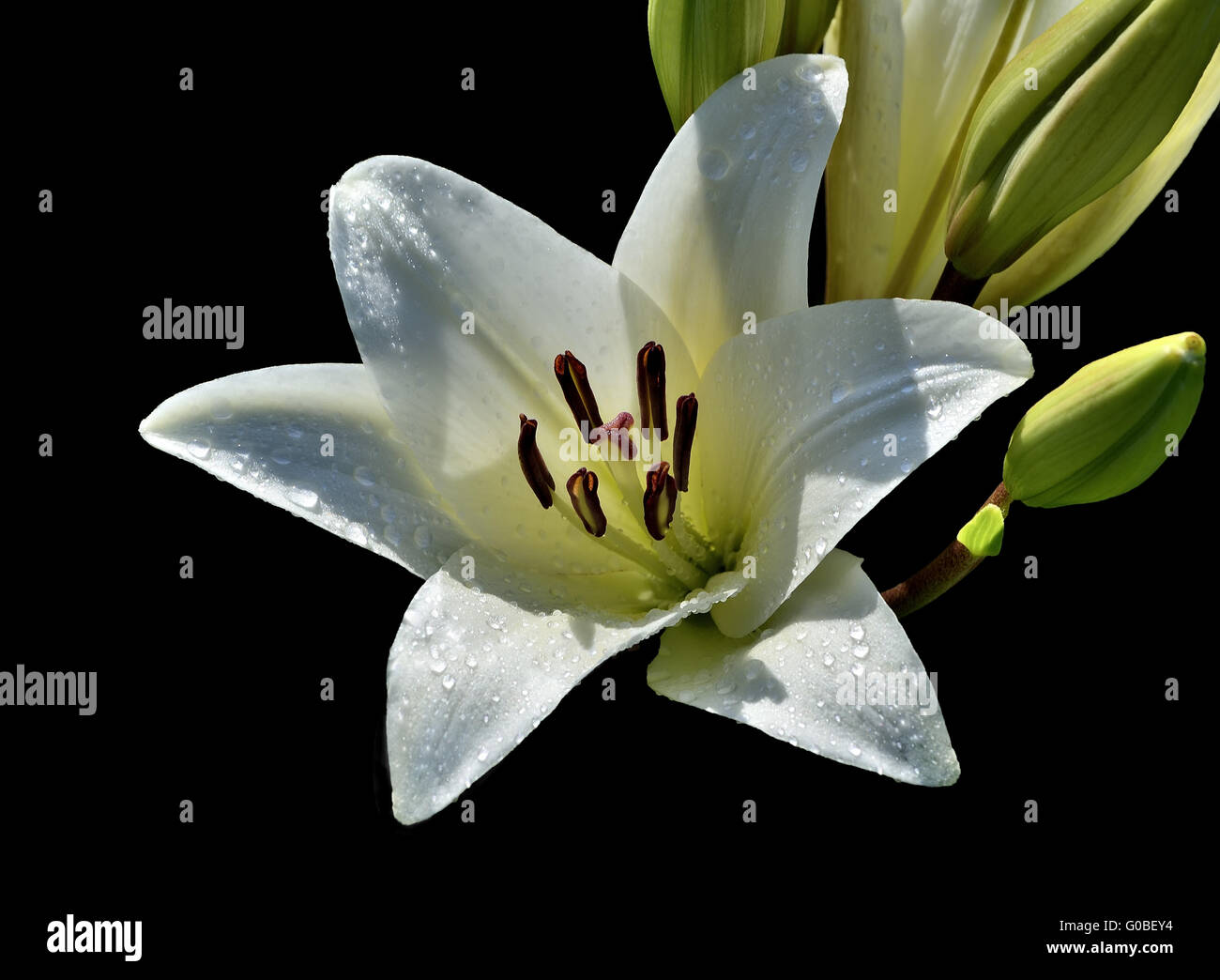 One flower of white lily with droplets of water Stock Photo