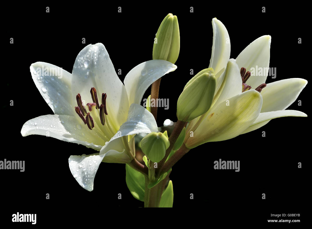 Two flowers of white lily with droplets of water i Stock Photo