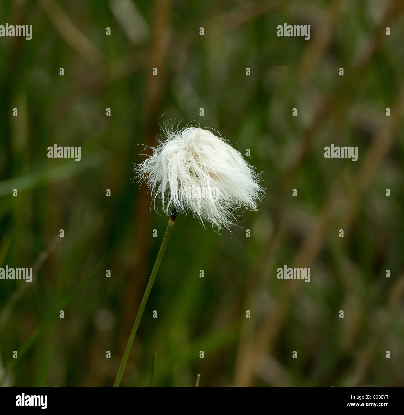 Cotton Grass or Bog Cotton on Scottish moorland Stock Photo Alamy