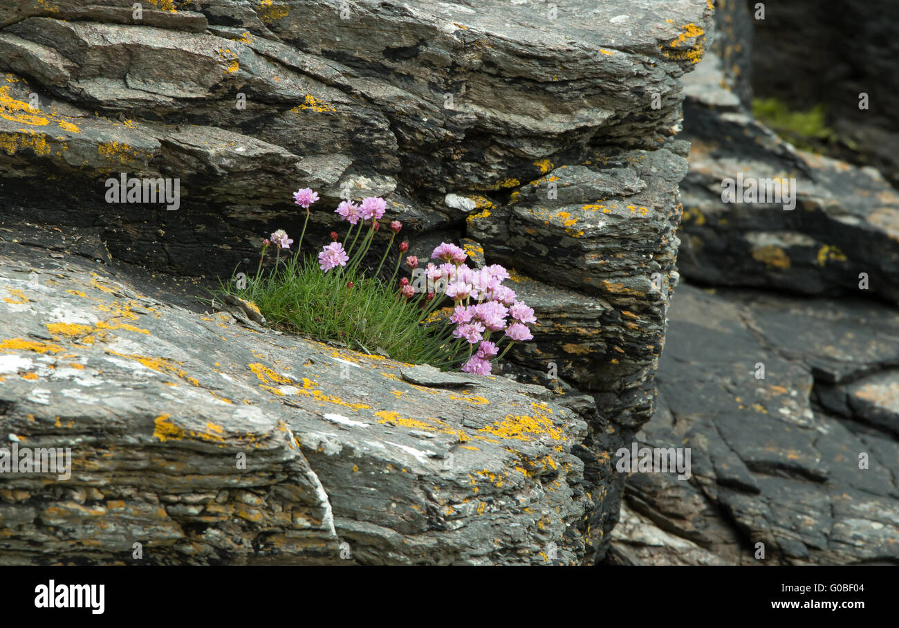 Pink Sea Thrift growing on shoreline rocks on The Isle of Skye Stock Photo