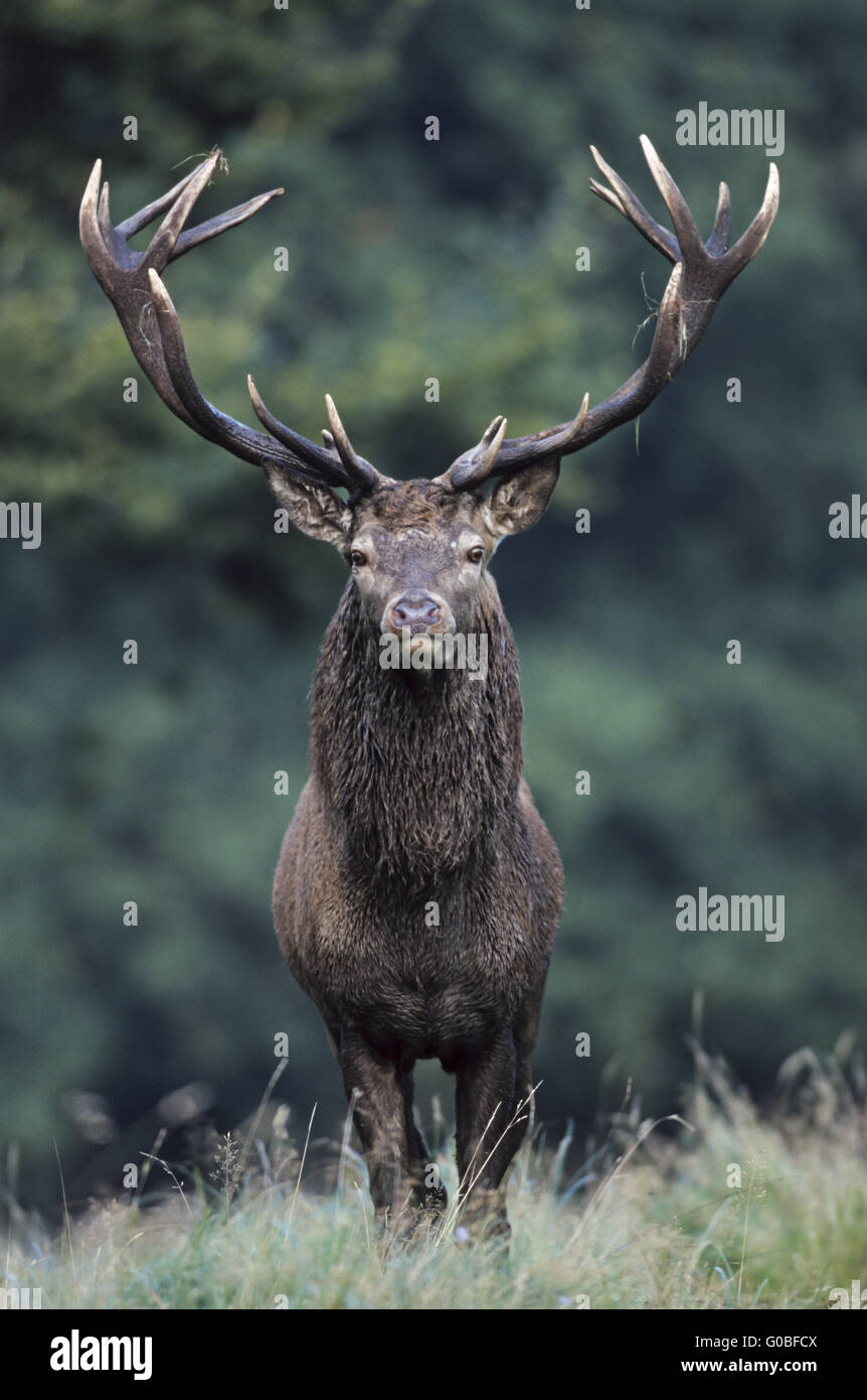 Red Deer stag stands securing on a forest meadow Stock Photo