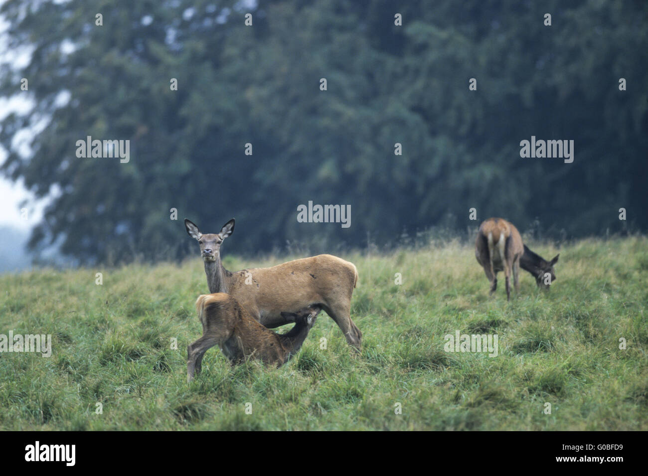Red Deer dam nursing her calf on a forest meadow Stock Photo