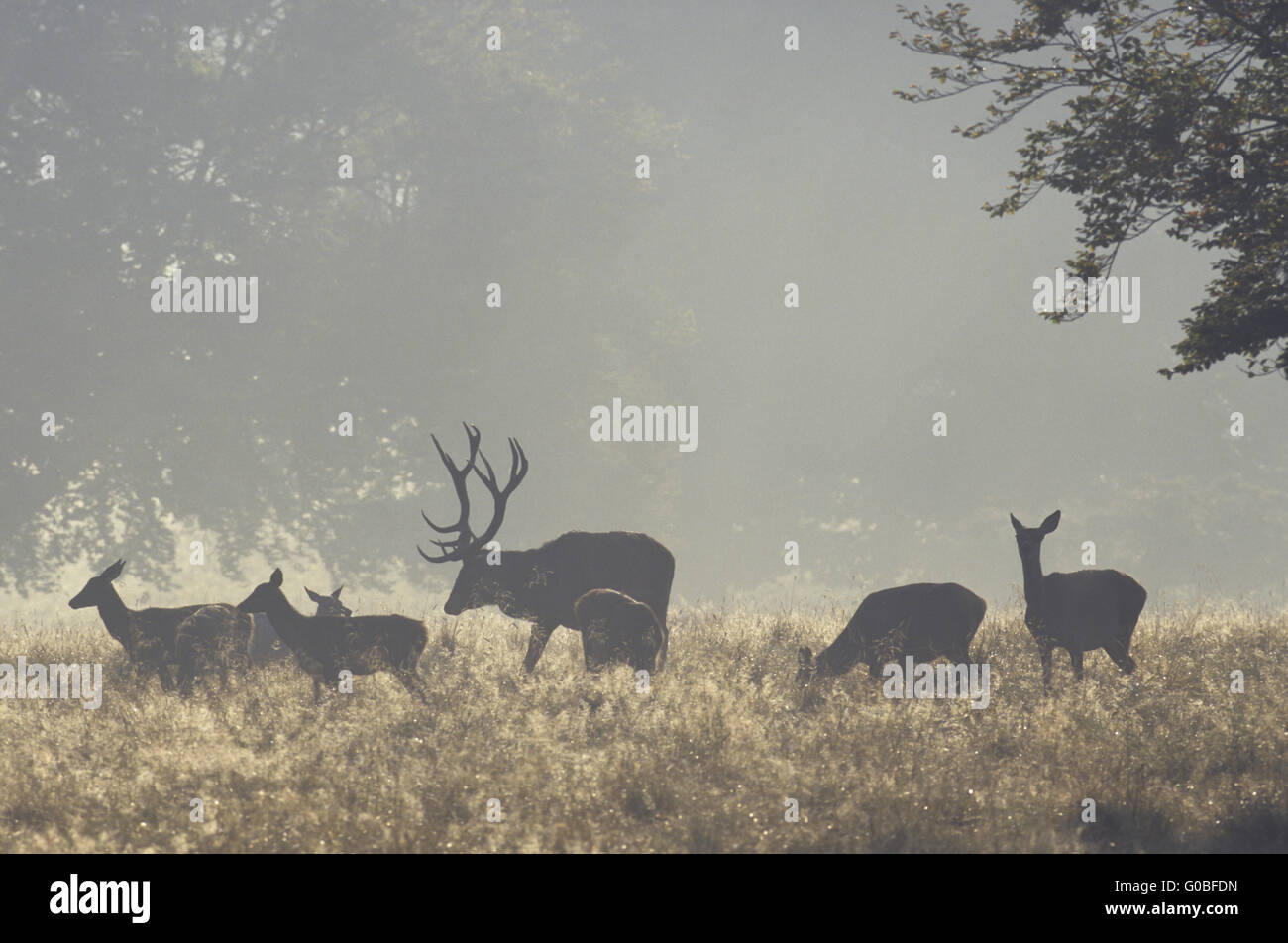 Red Deer stag, hinds and calfs in morning fog Stock Photo