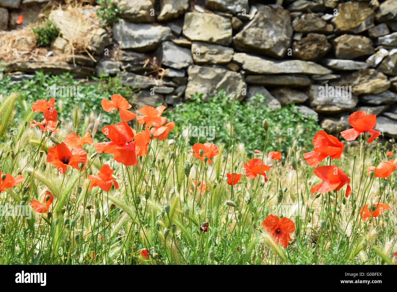 Corn red poppy in front of a wall Stock Photo