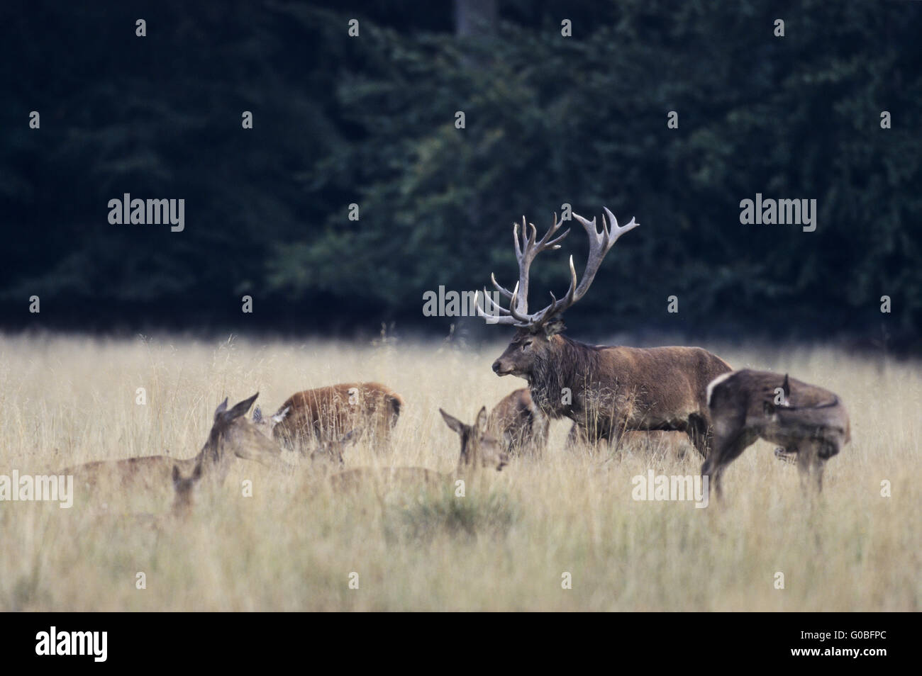 Red Deer stag, hinds and calfs resting Stock Photo
