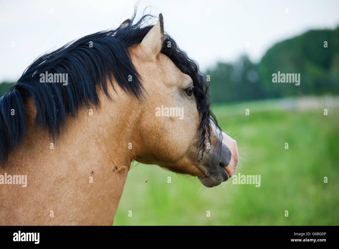 head portrait of a Welsh Cobb Pony Stock Photo