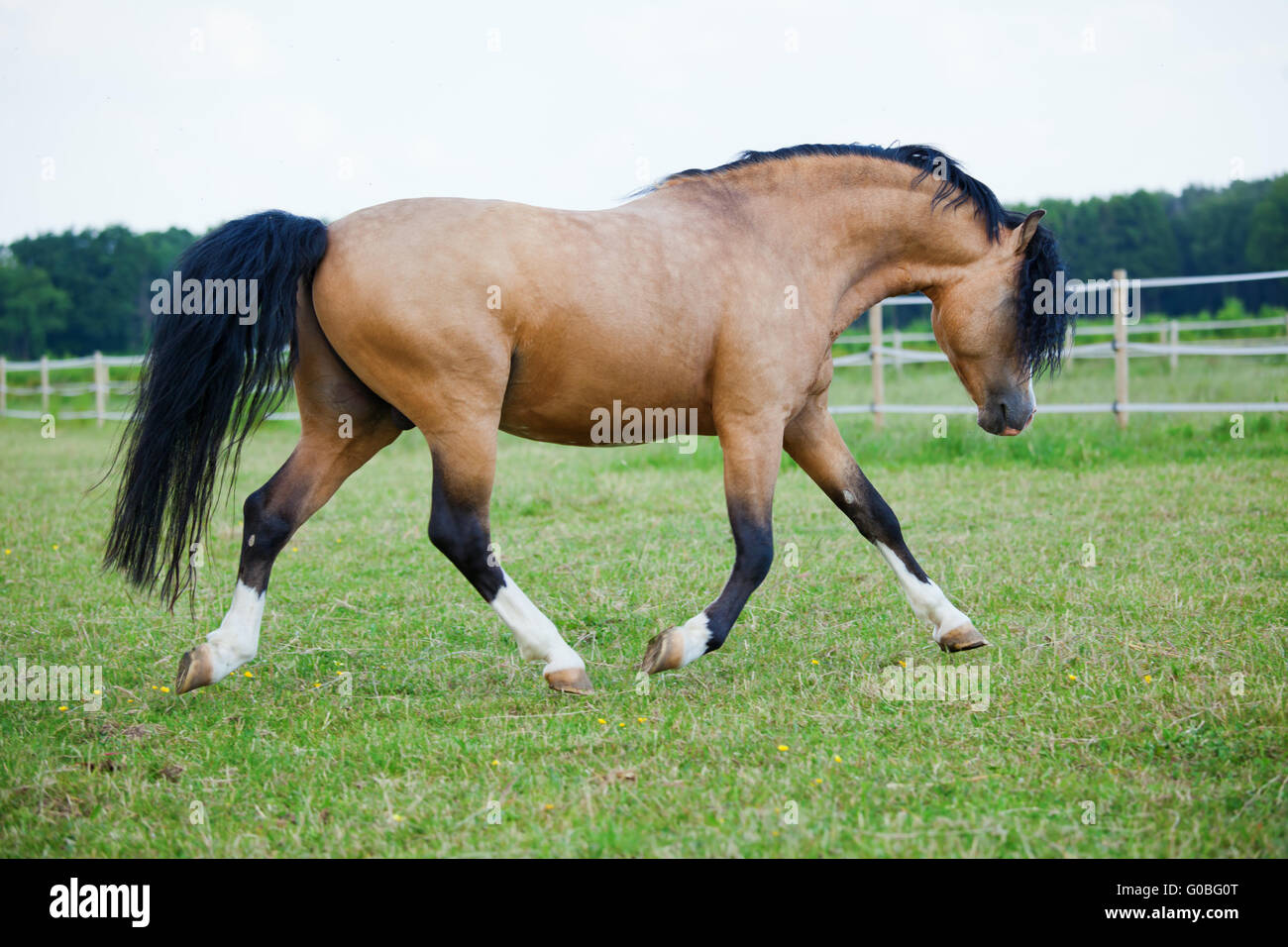 Welsh Cobb Pony gallops on the field Stock Photo