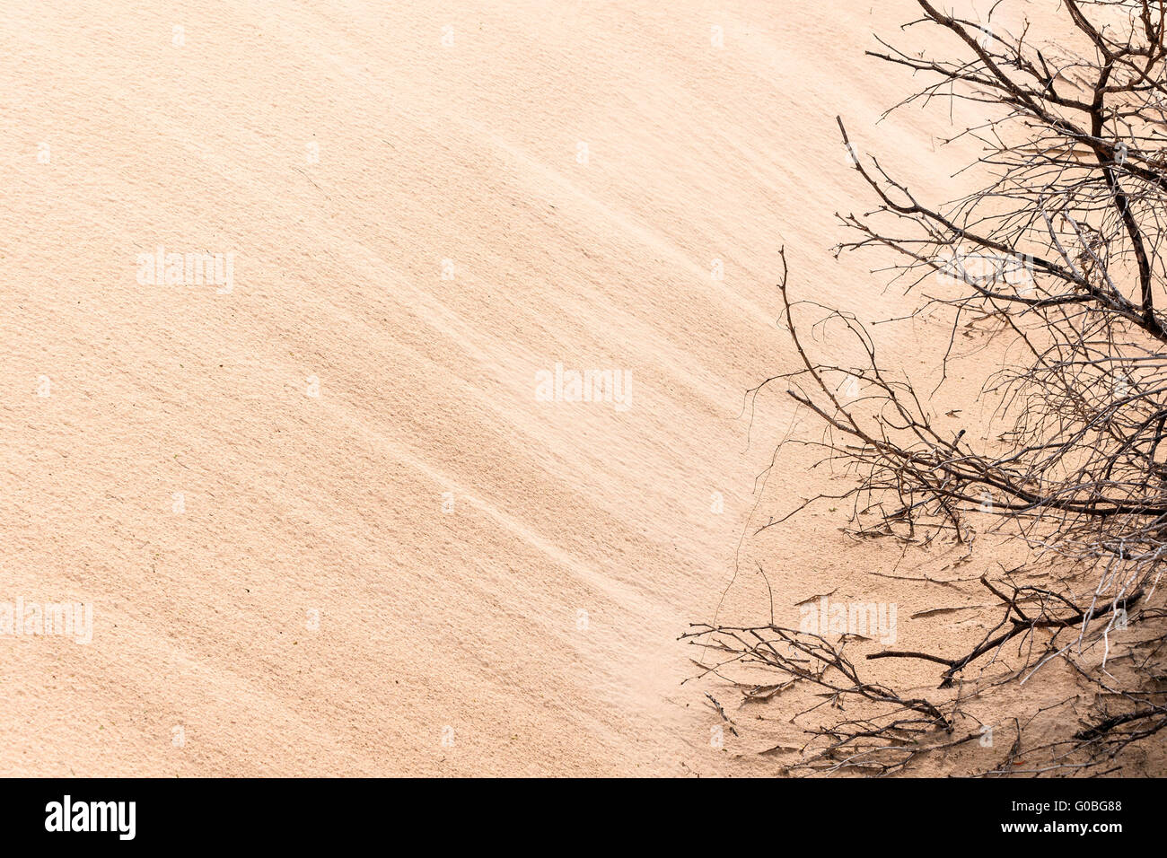 desert - close-up picture of a sanddune with dried Stock Photo