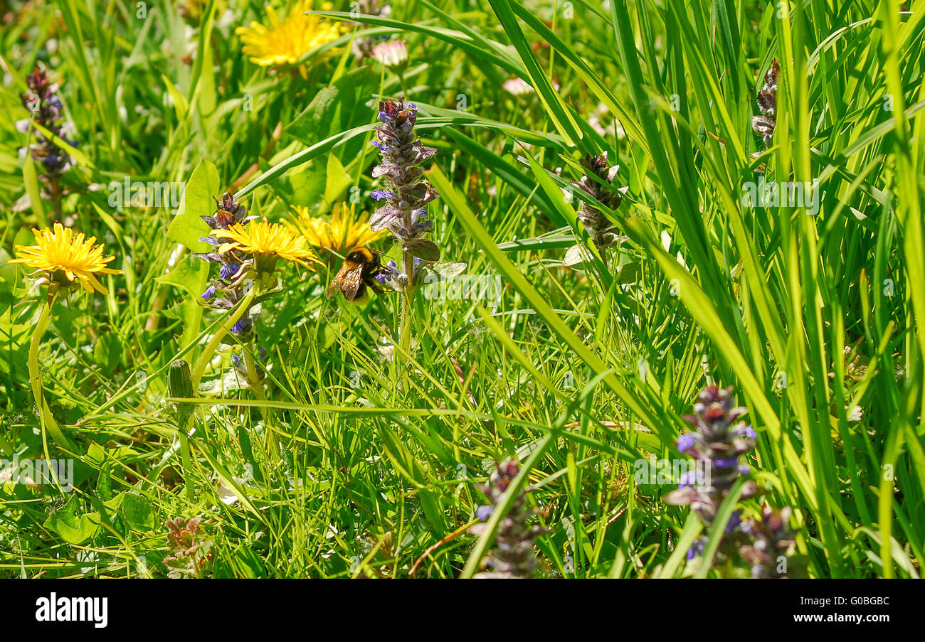 Bumble bee flying among wildflowers in a garden in spring Stock Photo ...