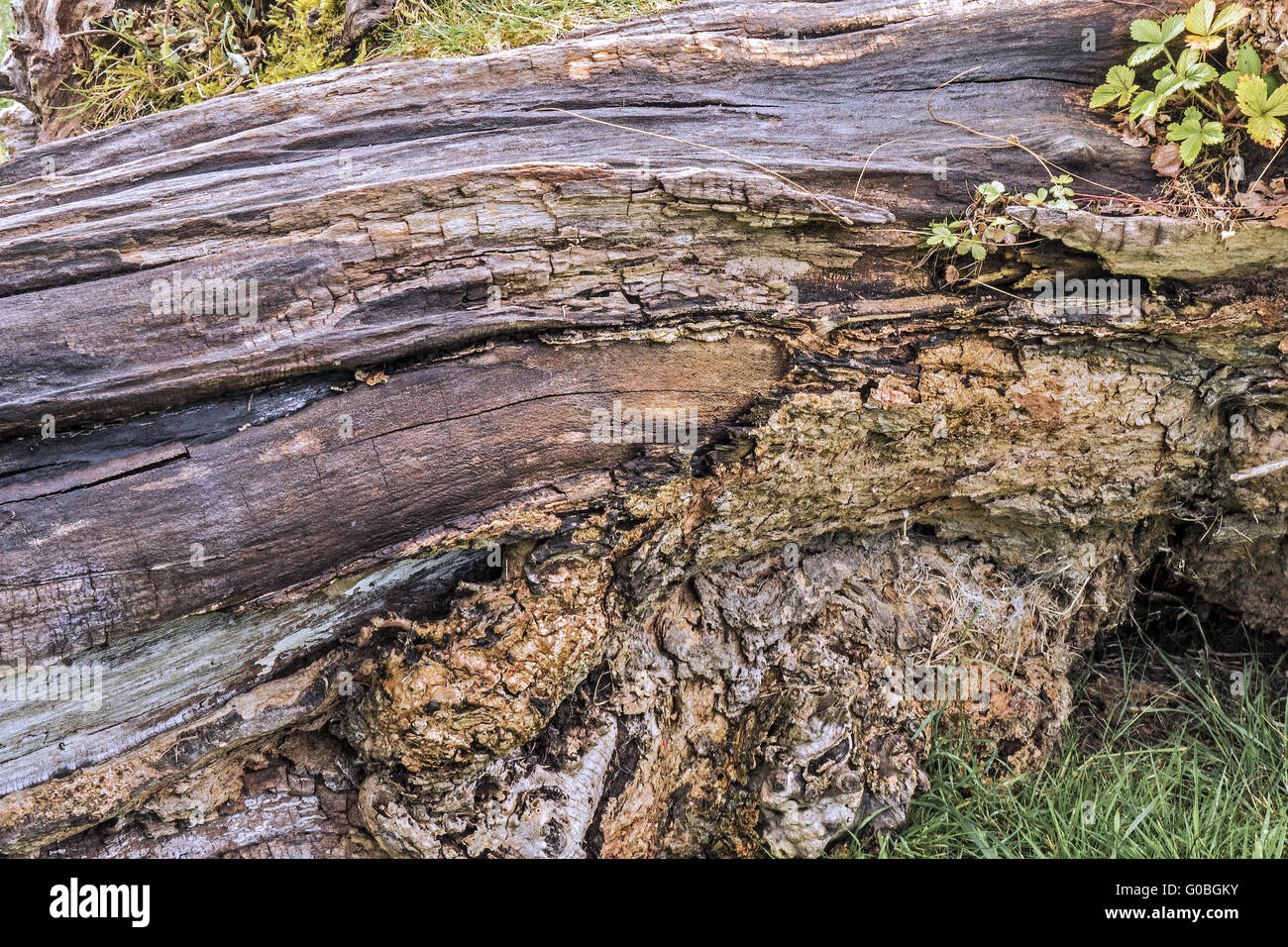 Textured Patterns In A Dead Tree Cardiff Glamorgan Stock Photo