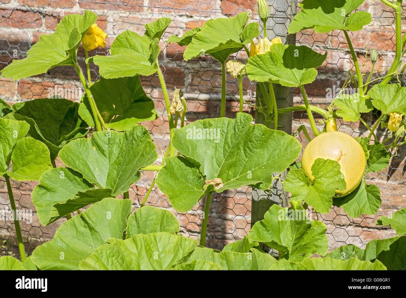 Melon Plant With Flower and Fruit Cardiff Stock Photo Alamy