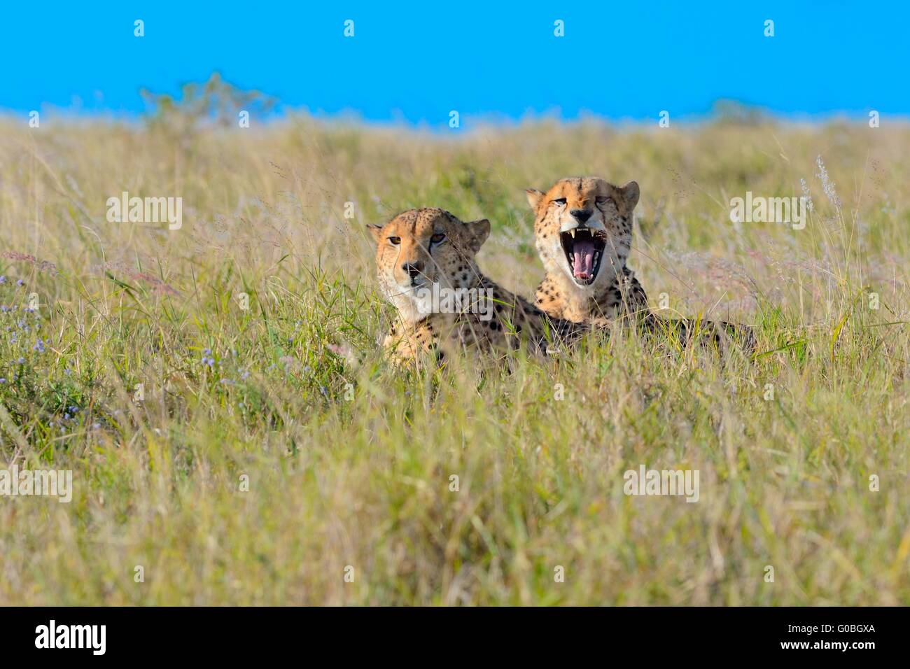 Cheetahs (Acinonyx jubatus), lying in tall grass, Addo National Park, Eastern Cape, South Africa, Africa Stock Photo