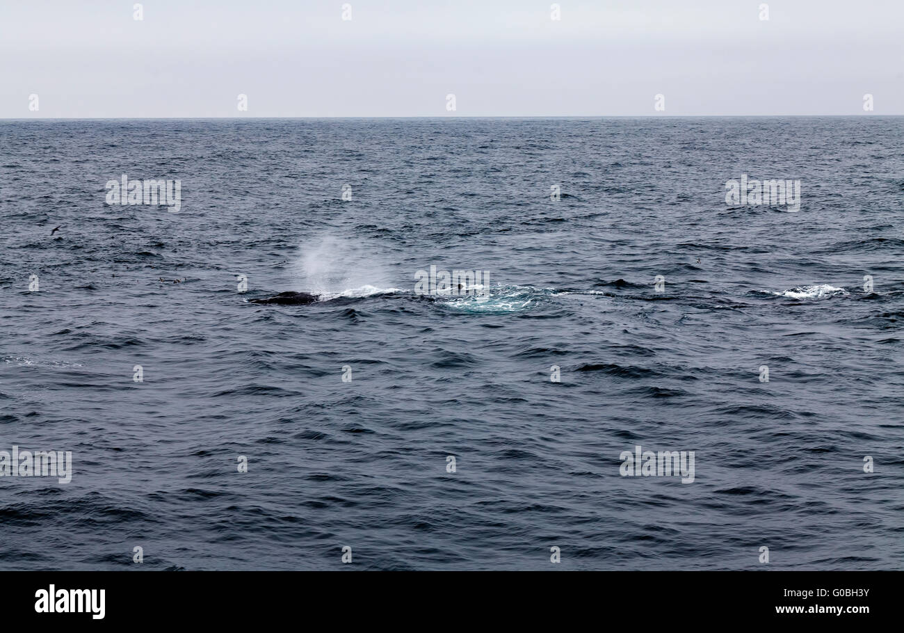 Spouting Humpback Whale Monterey Bay California Stock Photo