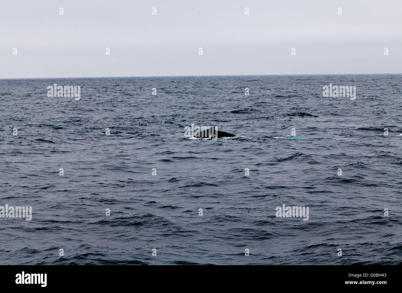 Lone Humpback Whale Swimming In Bay Monterey California Stock Photo